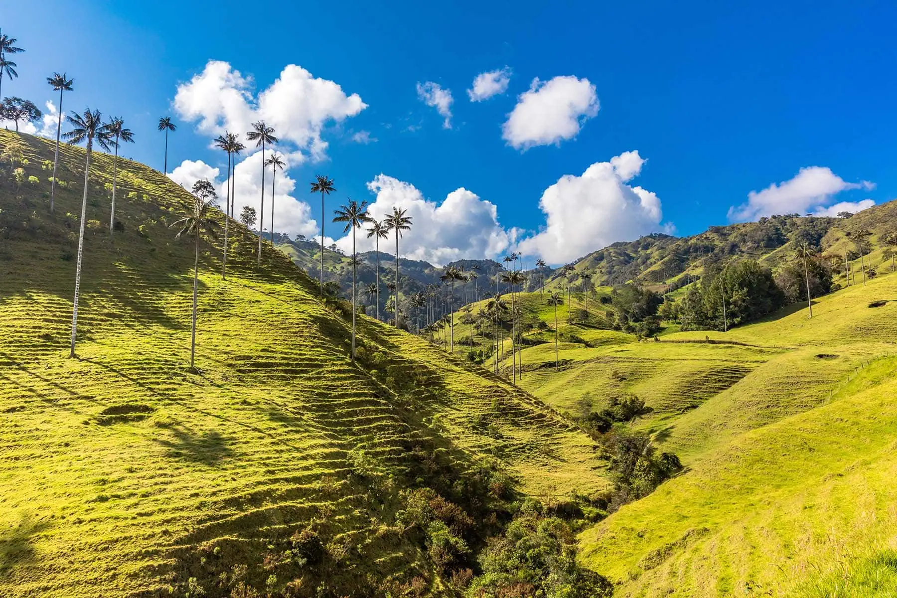 grön natur med palmer i Colombia