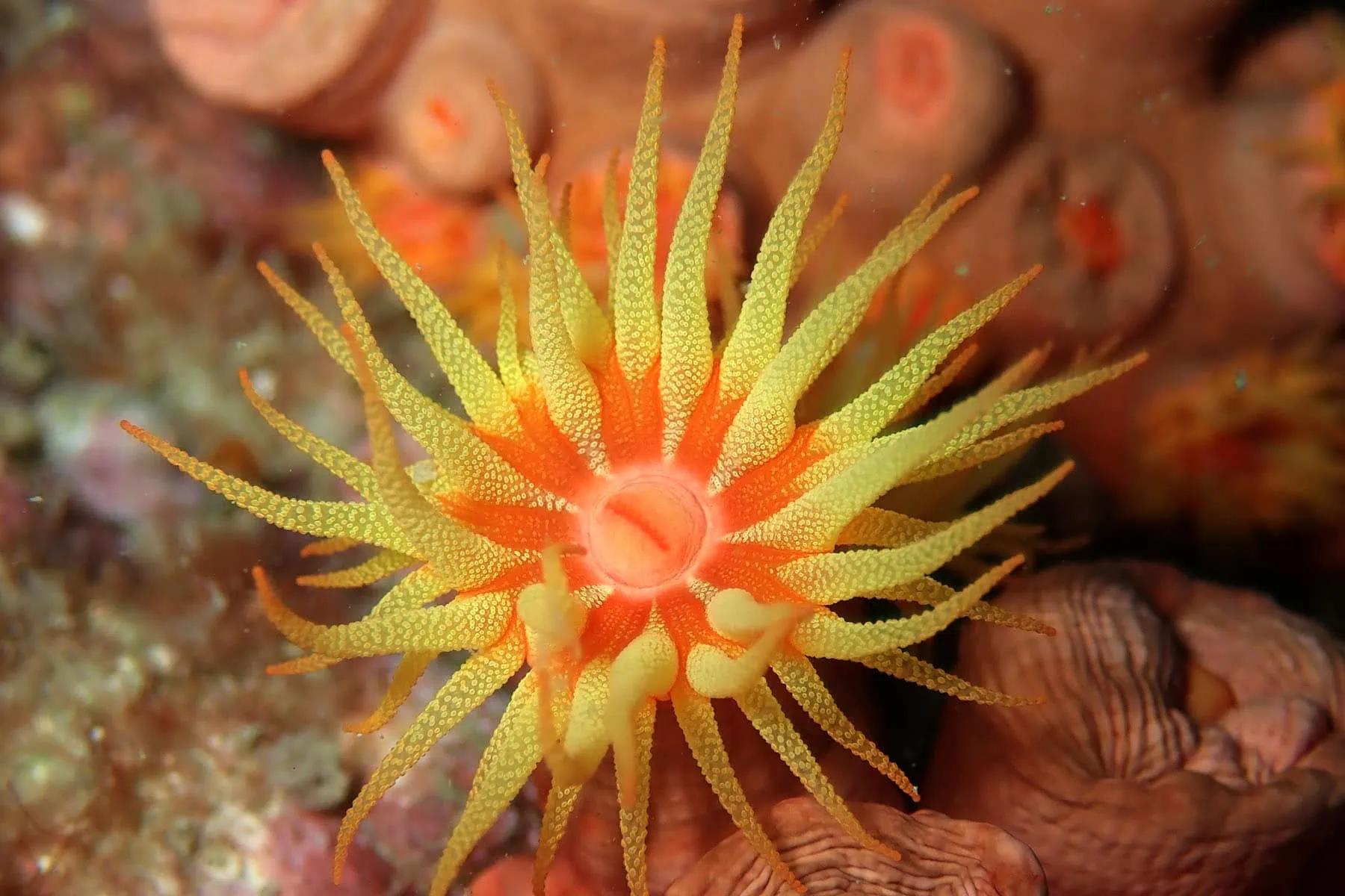 En vacker anemon i gult och orange på havets botten vid CUracao