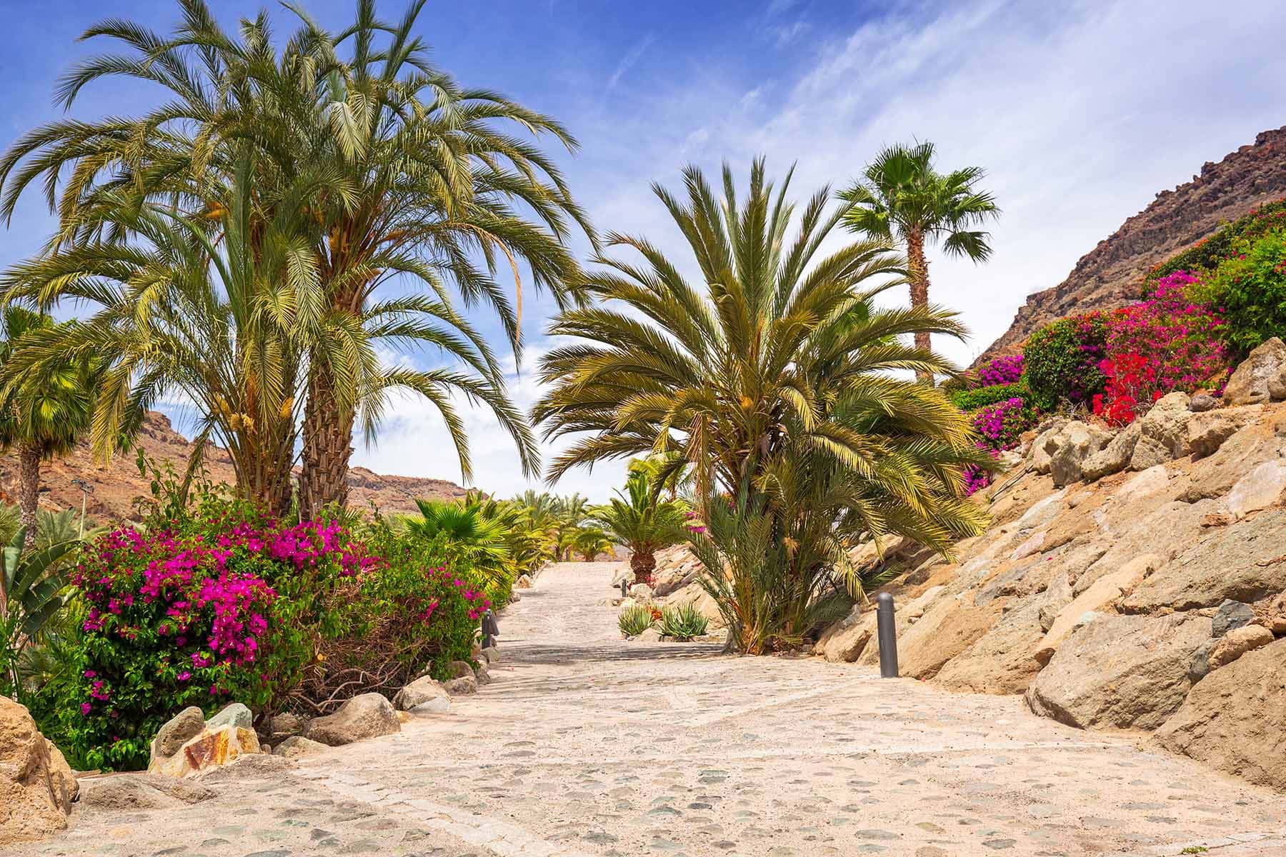 palmer på Gran Canaria