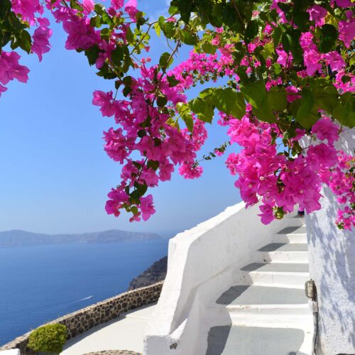 vackra rosa blommor vid ett Grekisk hus med fantastisk utsikt