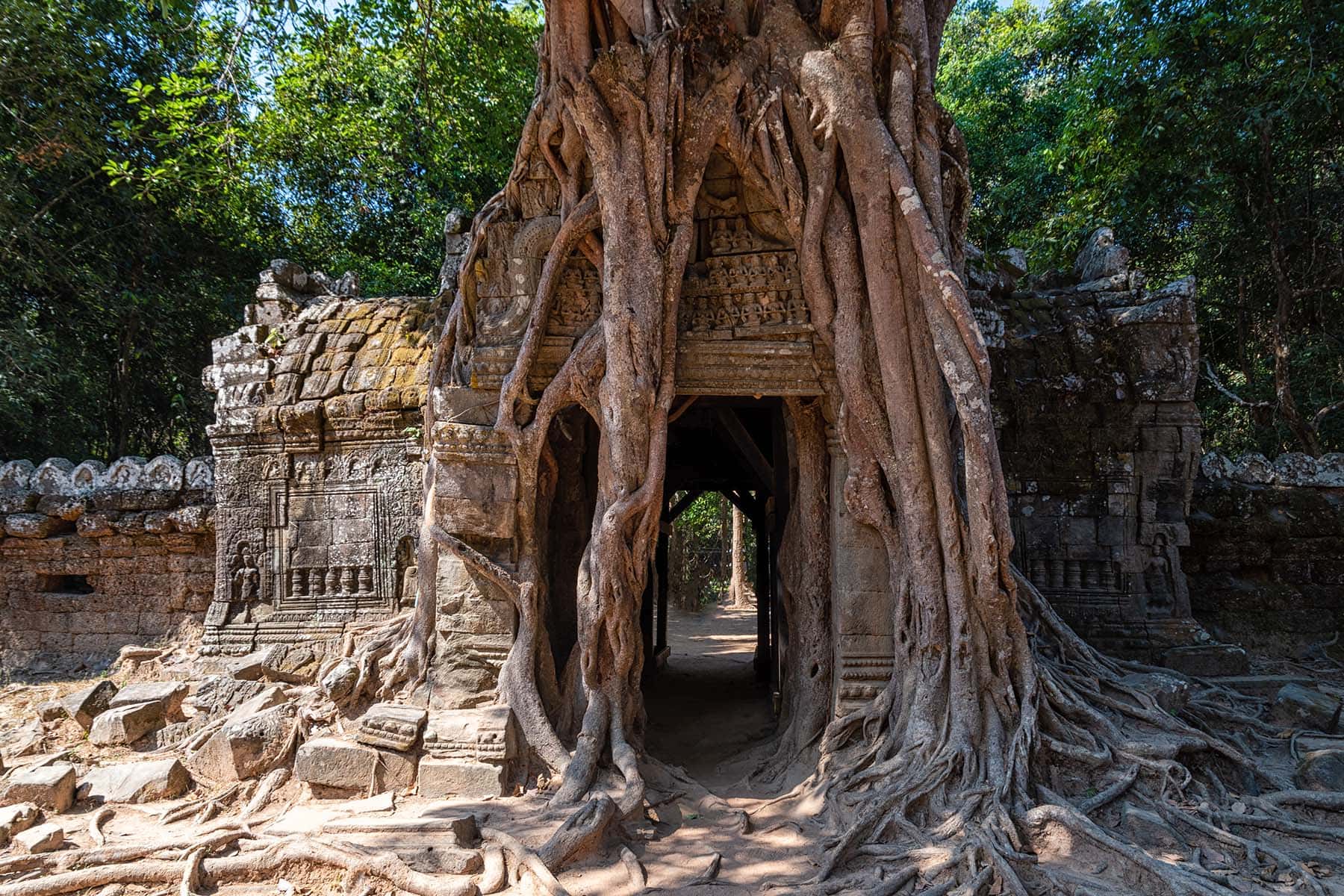 ett träd i Angkor Wat med stora rötter