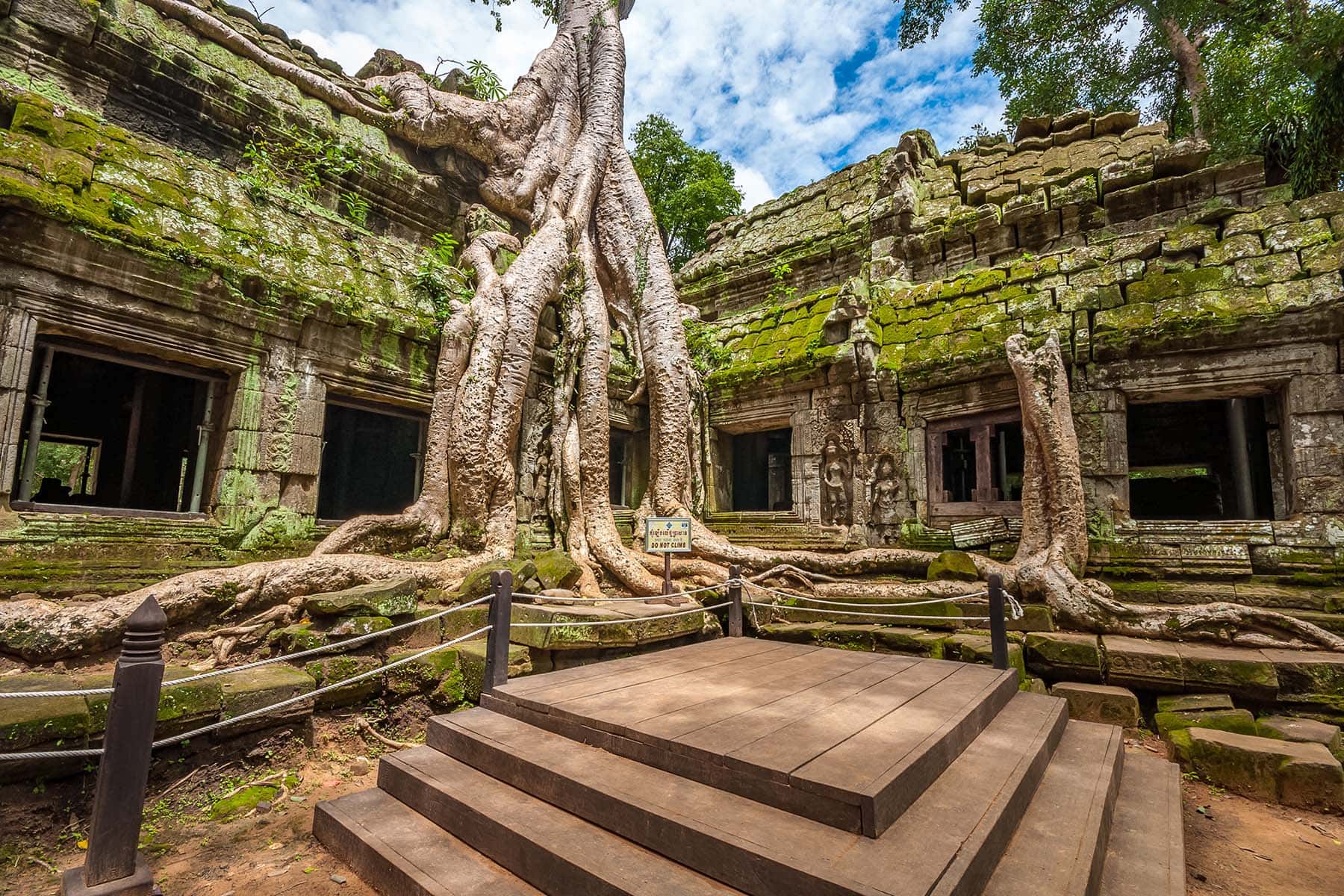 träd inne i Angkor Wat i Kambodja