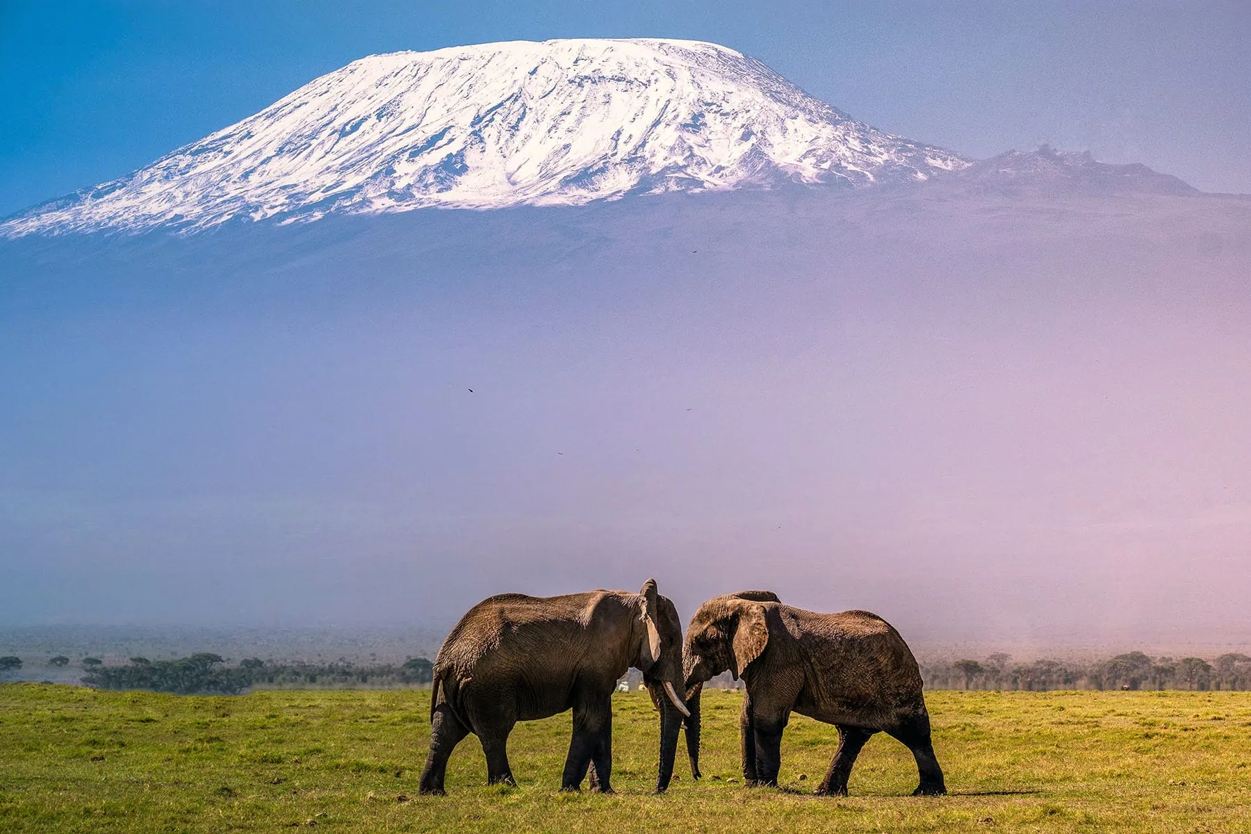 två elefanter i Kenya