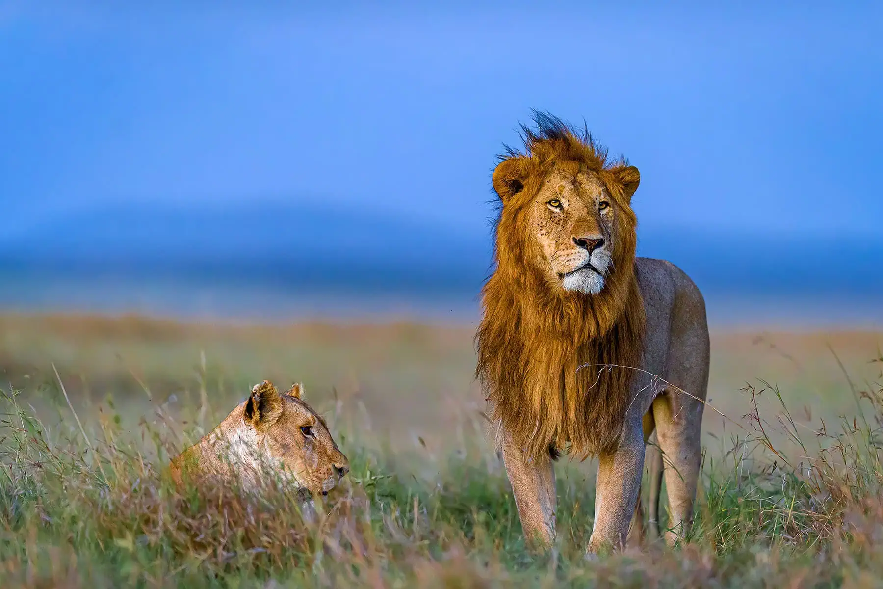 lejon han och hona i Kenya