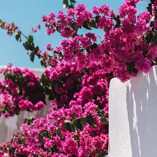 Blommor på Kos