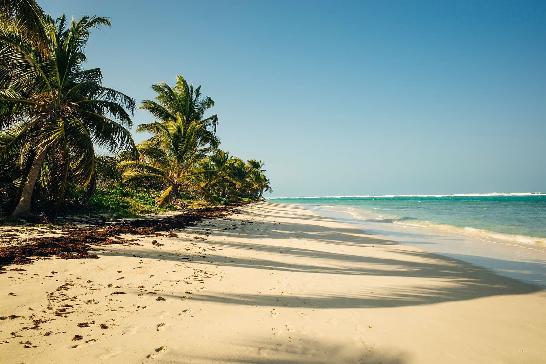 Plamer på en strand på Puerto Rico 