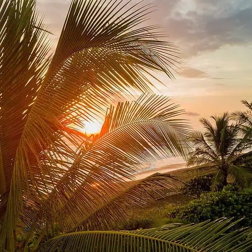 palmer i costa rica