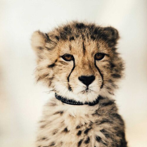leopardunge i afrika