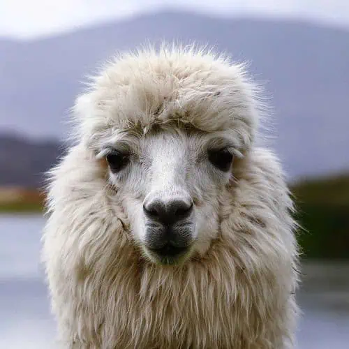 Resor till Peru och se på lama Nygren Lind Resebyrå