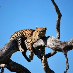 Safari trips with Nygren Lind Travel agency