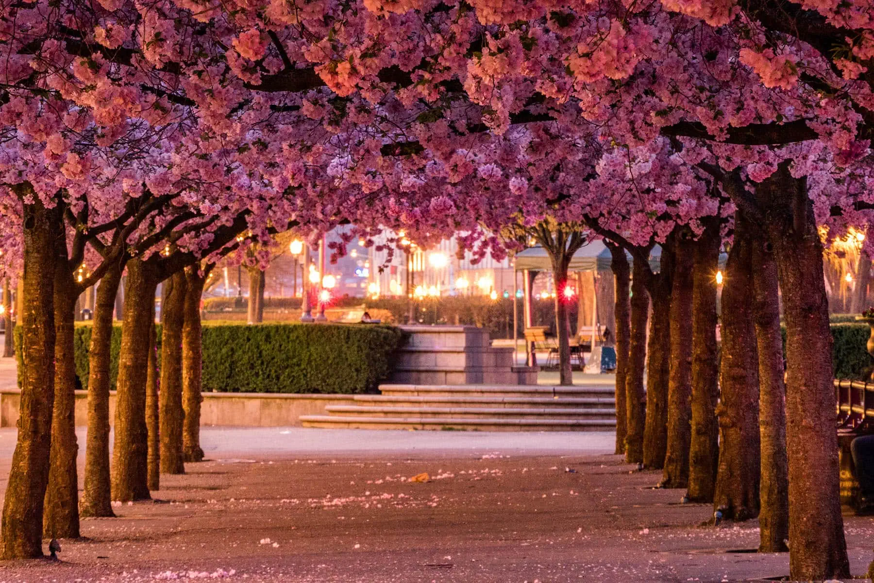 Körsbärs blomning i Kungsträdgrården i Stockholm
