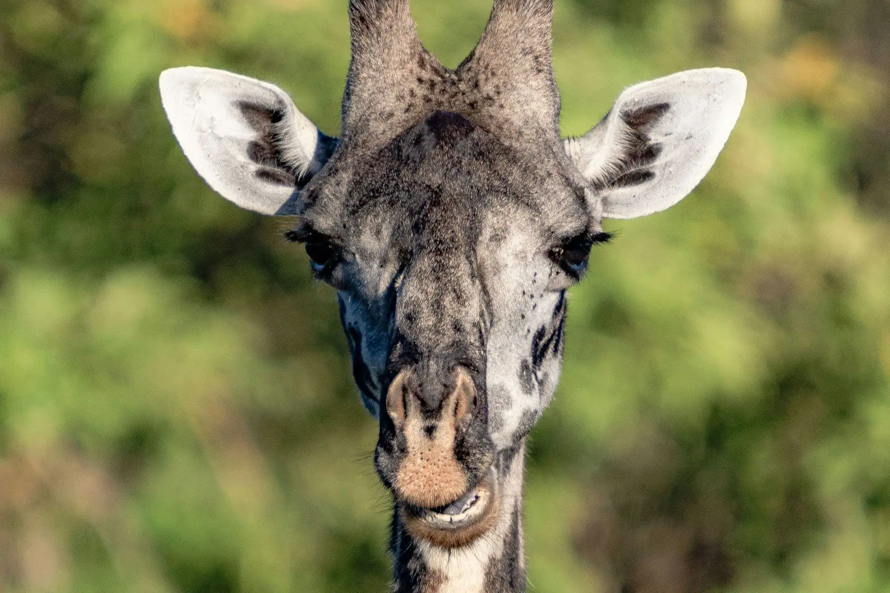 ett huvud på en giraff i Tanzania
