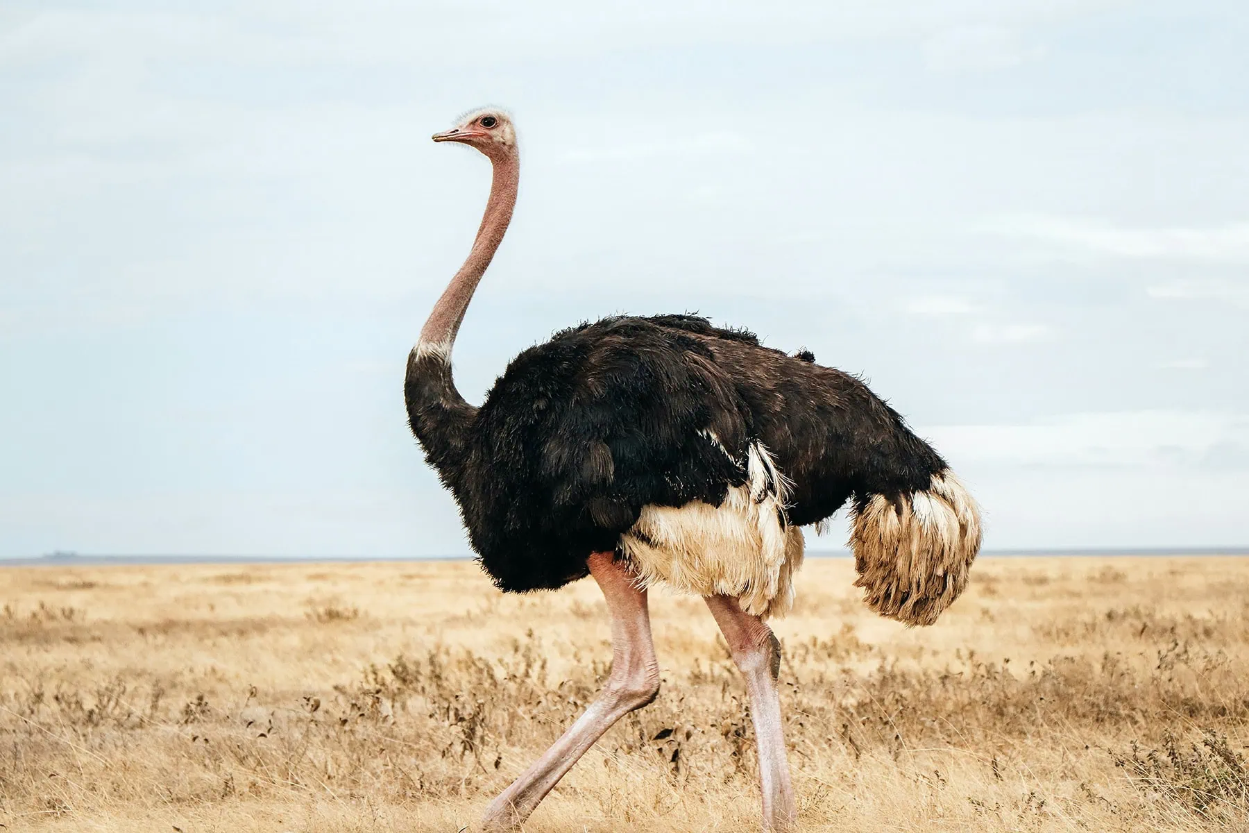 en struts på savannan i Tanzania