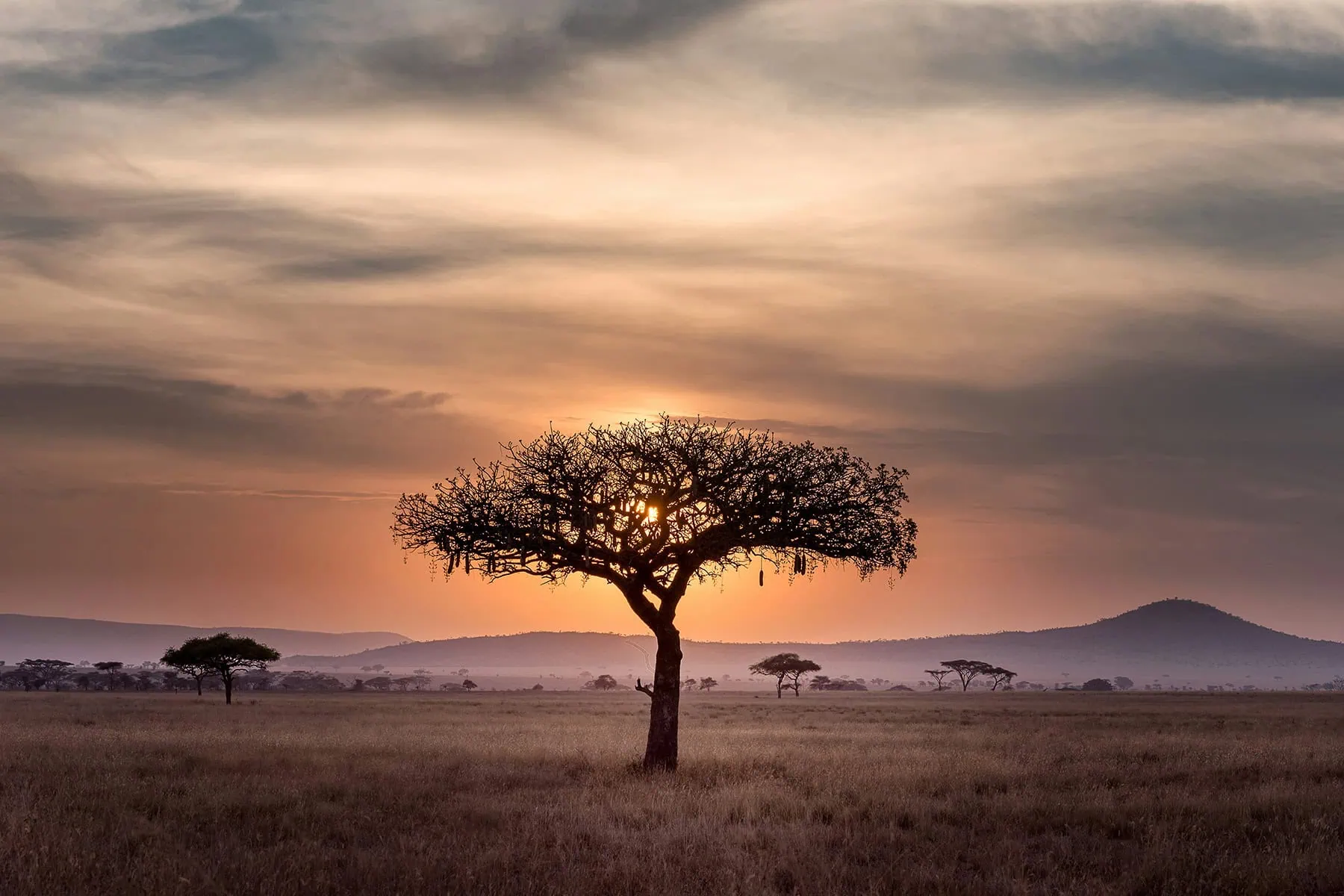 en vacker bild av savannan i Tanzania i solnedgång