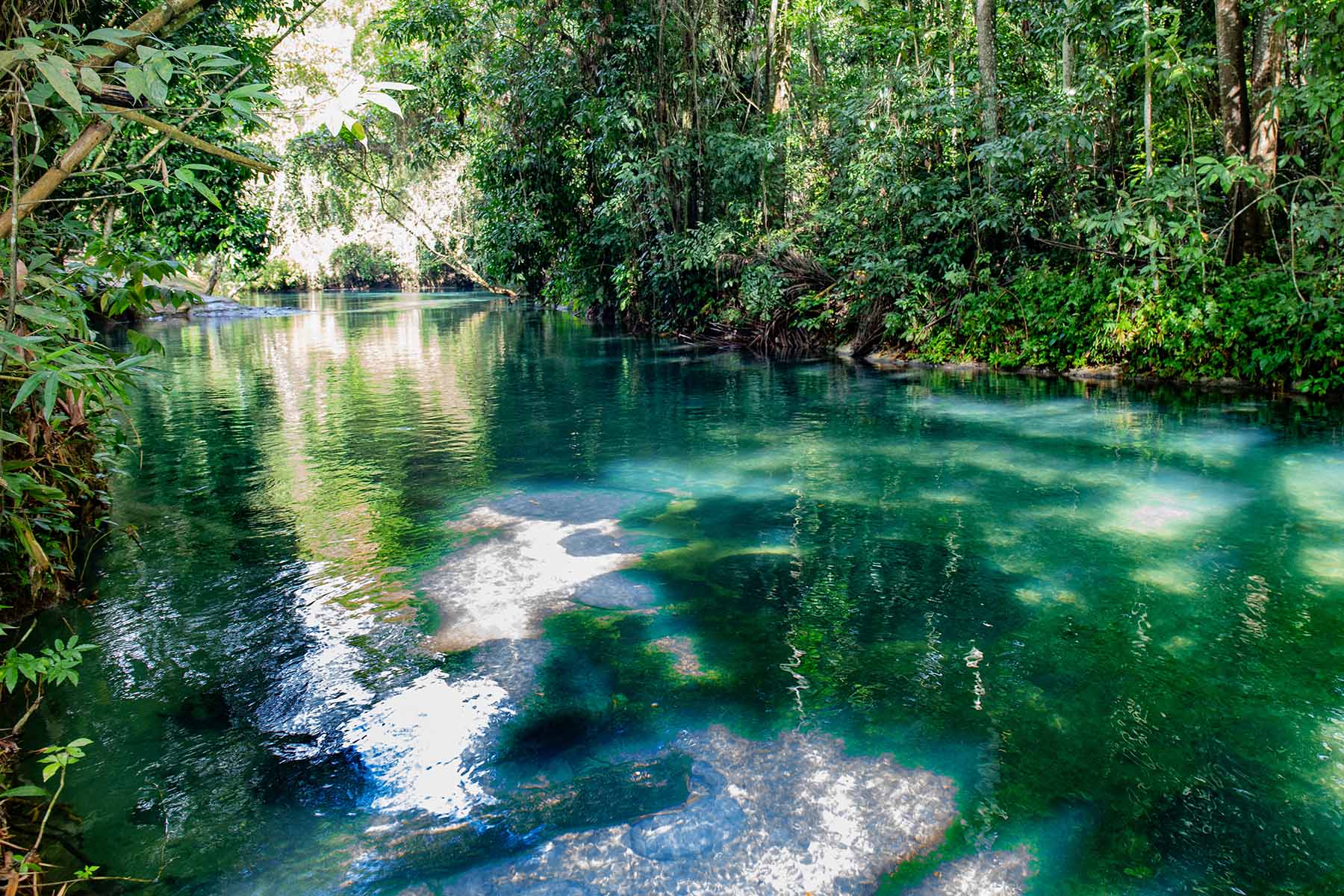 ett vatten med grön växt omkring i Västindien