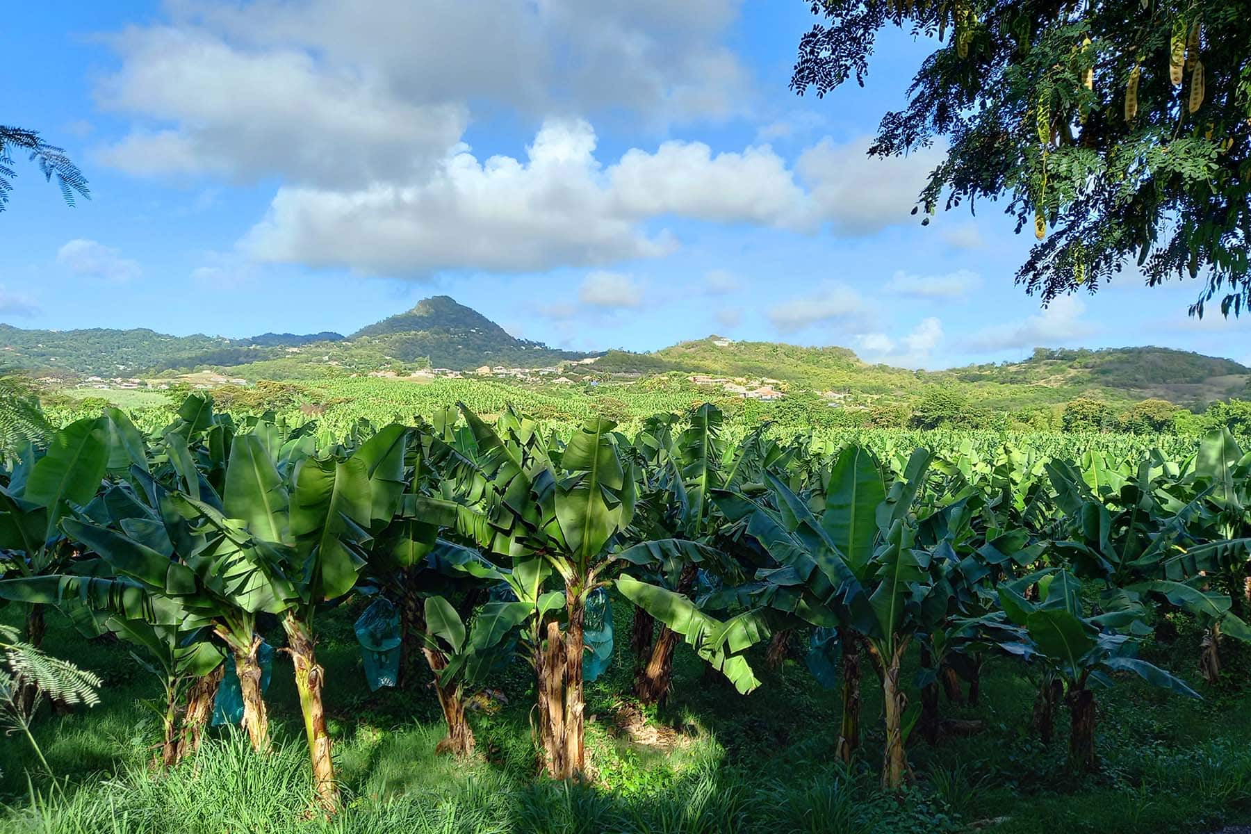 en plantage med palmer i Västindien