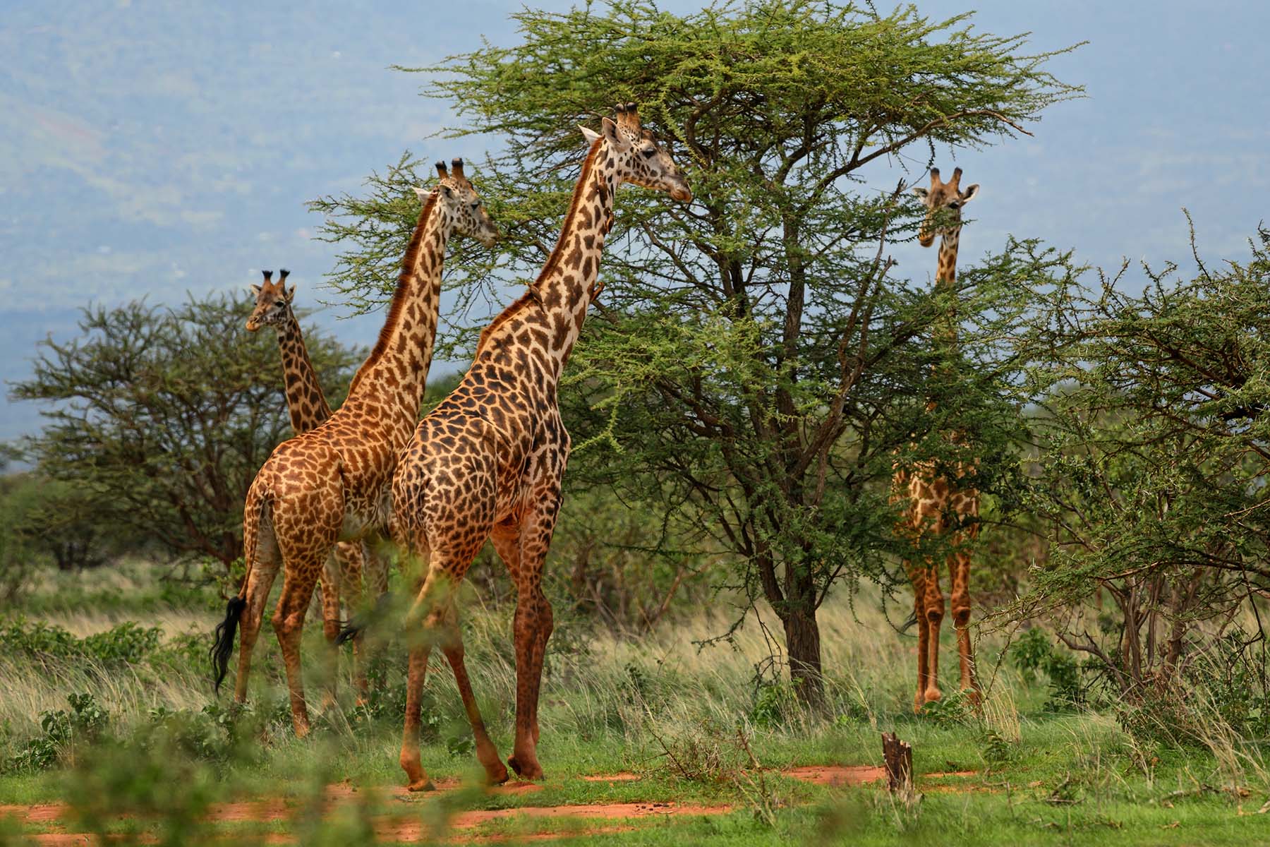 Giraffer i afrikansk savann i Zimbabwe med träd och gräsmark under en molnig himmel.