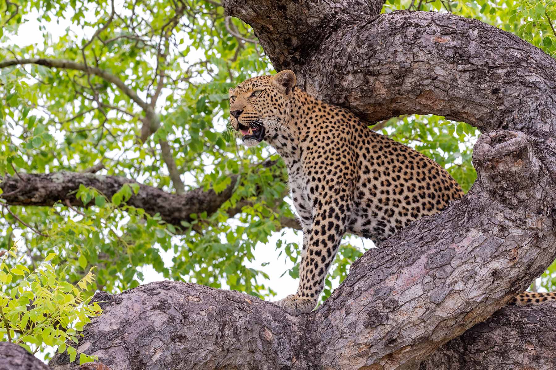 Leopard i ett träd med grön lövkrona, naturlig habitat, vacker päls och intensiv blick, fotograferad i Zimbabwe.