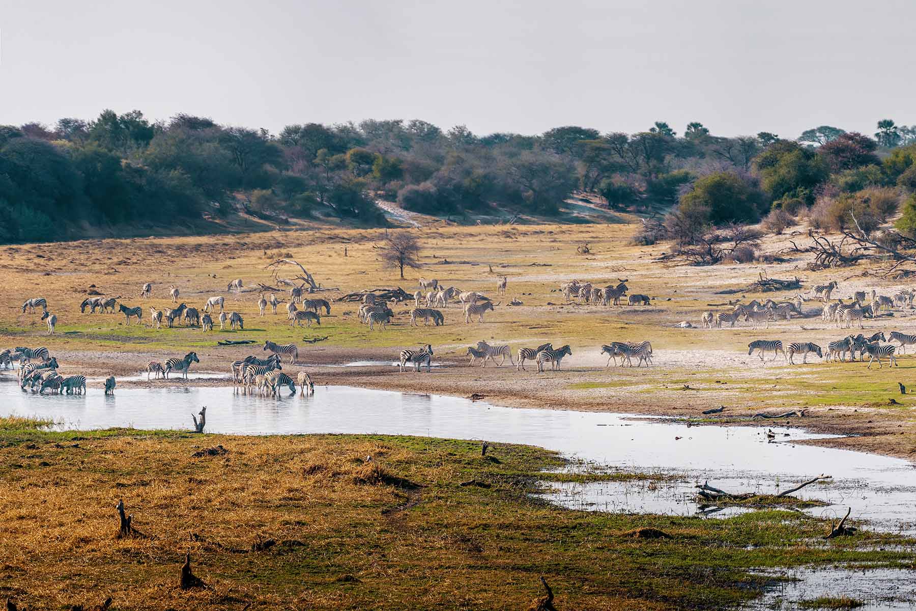 Zebror och vatten i savannlandskap med träd i bakgrunden, safari, natur, djurliv, Afrika, djur i frihet, vildmark, utomhus, djurpark, fauna i Zimbabwe.