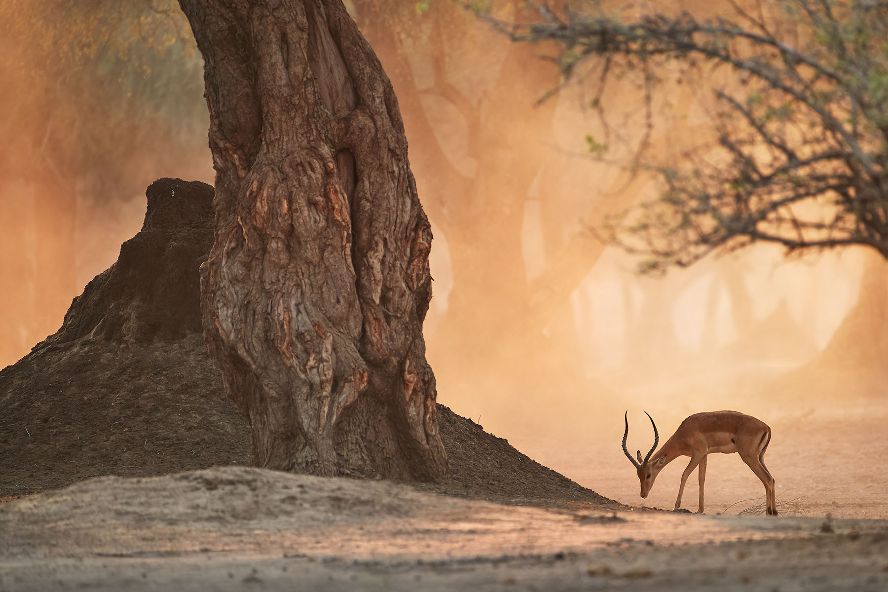 Vilda djur i Afrikas natur, en impala som betar nära ett stort trä under solnedgången.