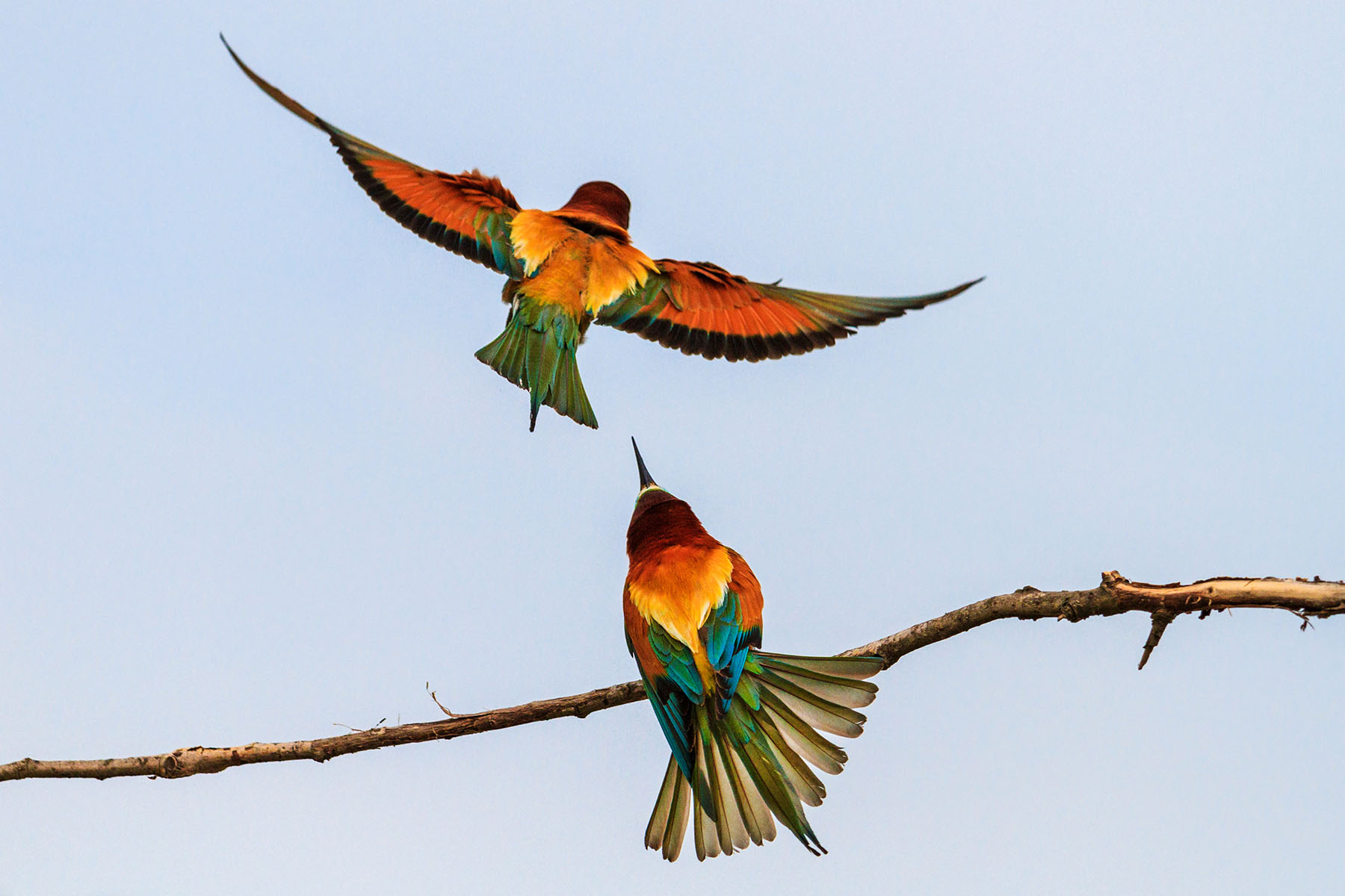 Fjärderfåglar i färgstark, tropisk fjäderdräkt som sitter på en gren, mot en klar blå himmel, visar verklig natur- och fågelmotivering för vackra fågelfotografier.