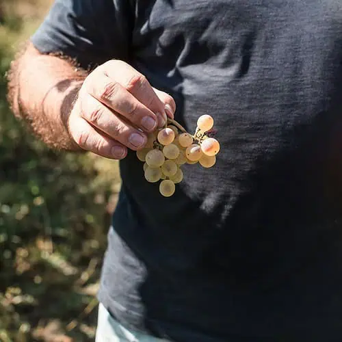 Besök en vingård i södra Sverige